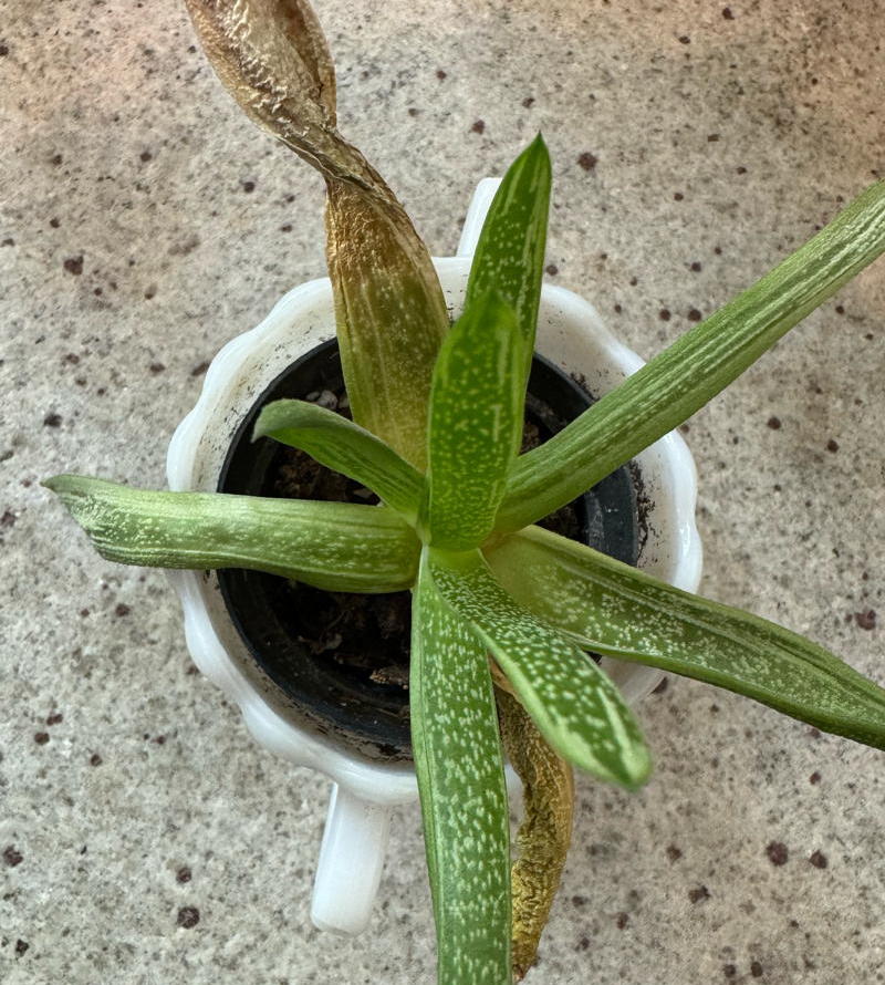 Plant with dried up leaf