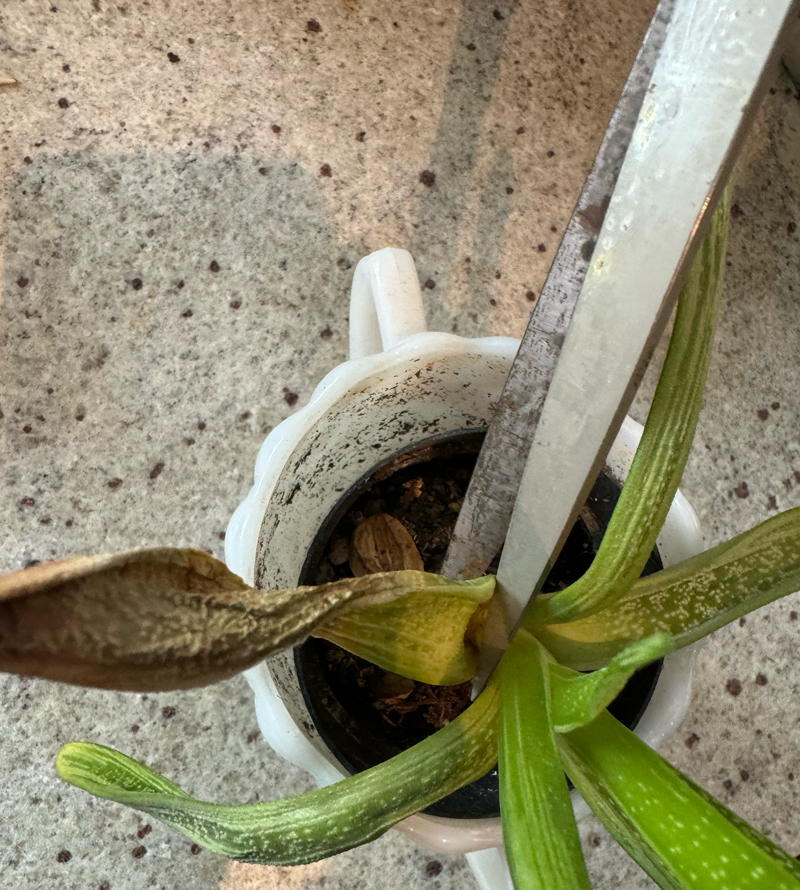 cutting off dried leaf with scissors