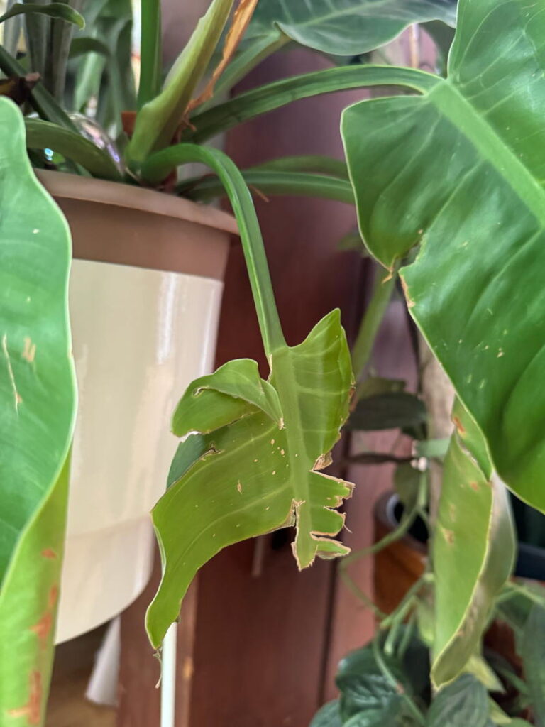 torn leaf on plant