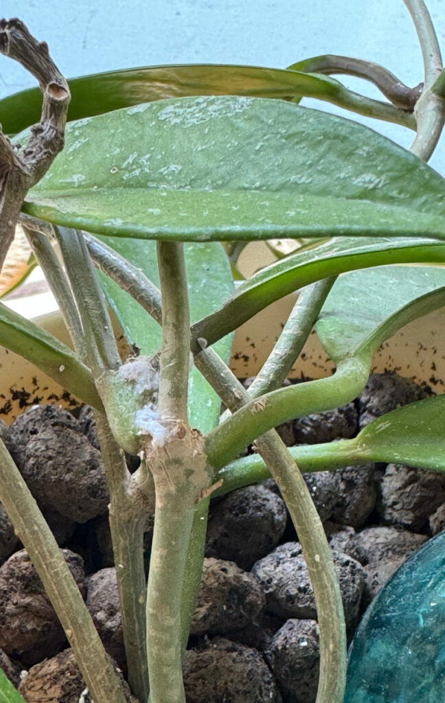 Mealybugs present on this hoya cultivar