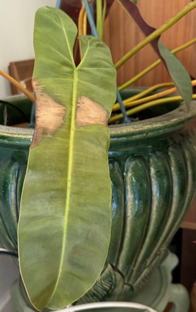 The brown spots on this Philodendron are the result of too much direct sun.