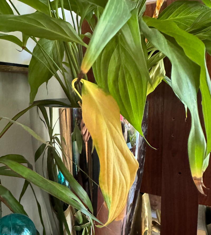 Plant with yellow leaves