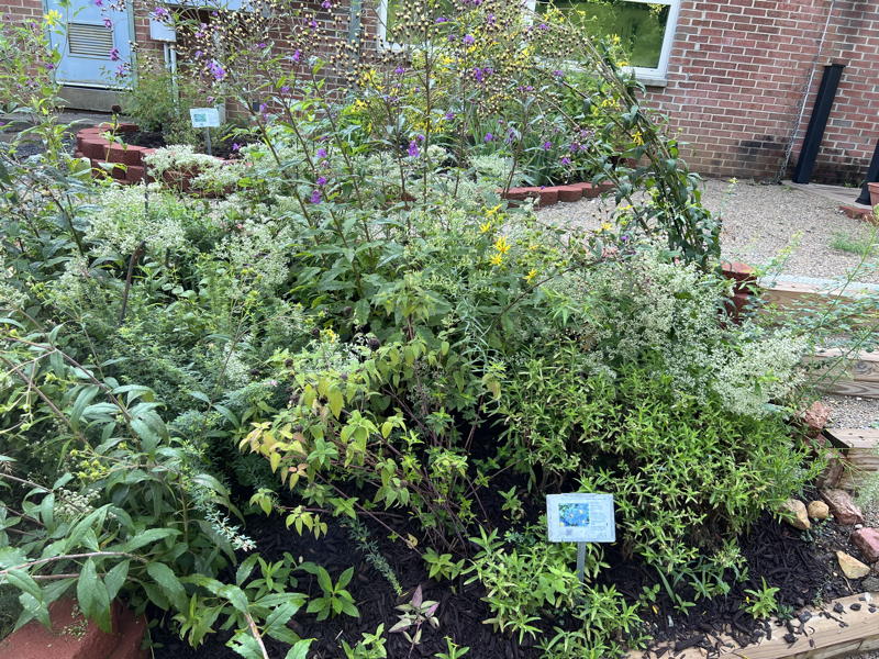 Perennials on sunny sloped beds