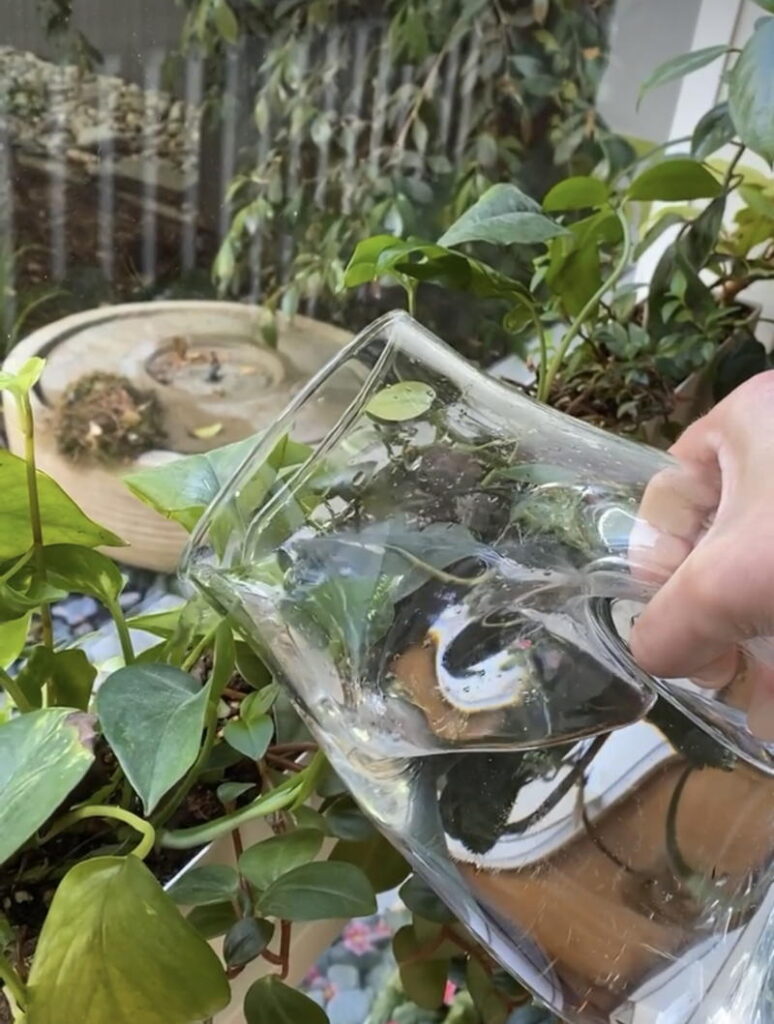 hand with glass watering can over houseplants