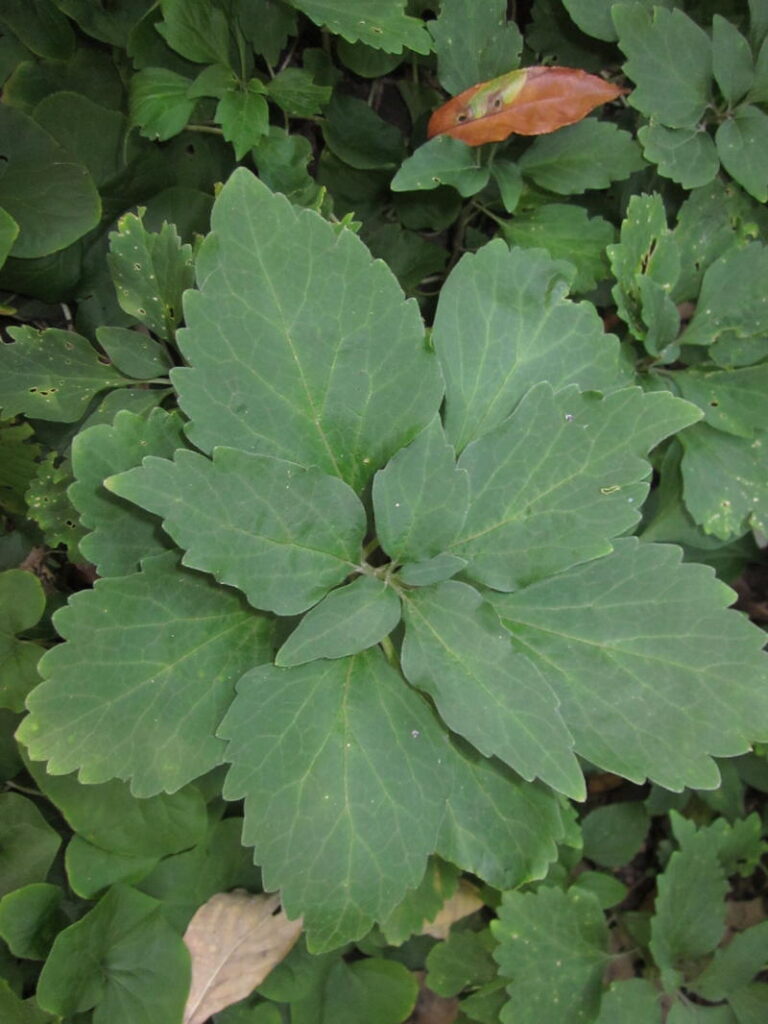 Allegheny Spurge
