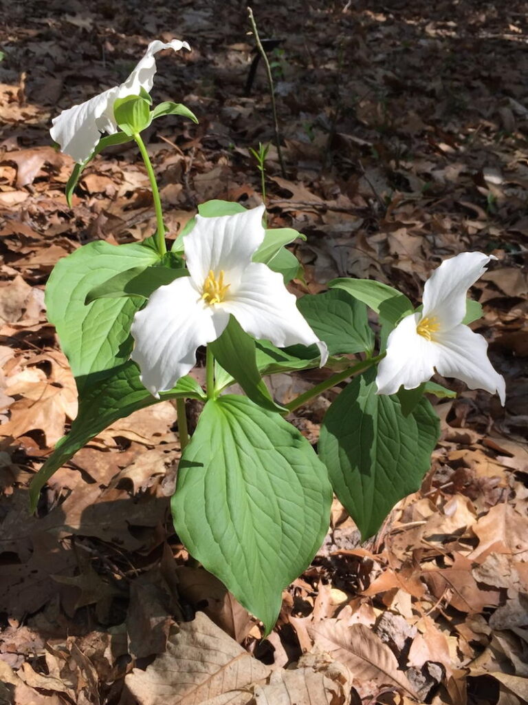 Great White Trillium