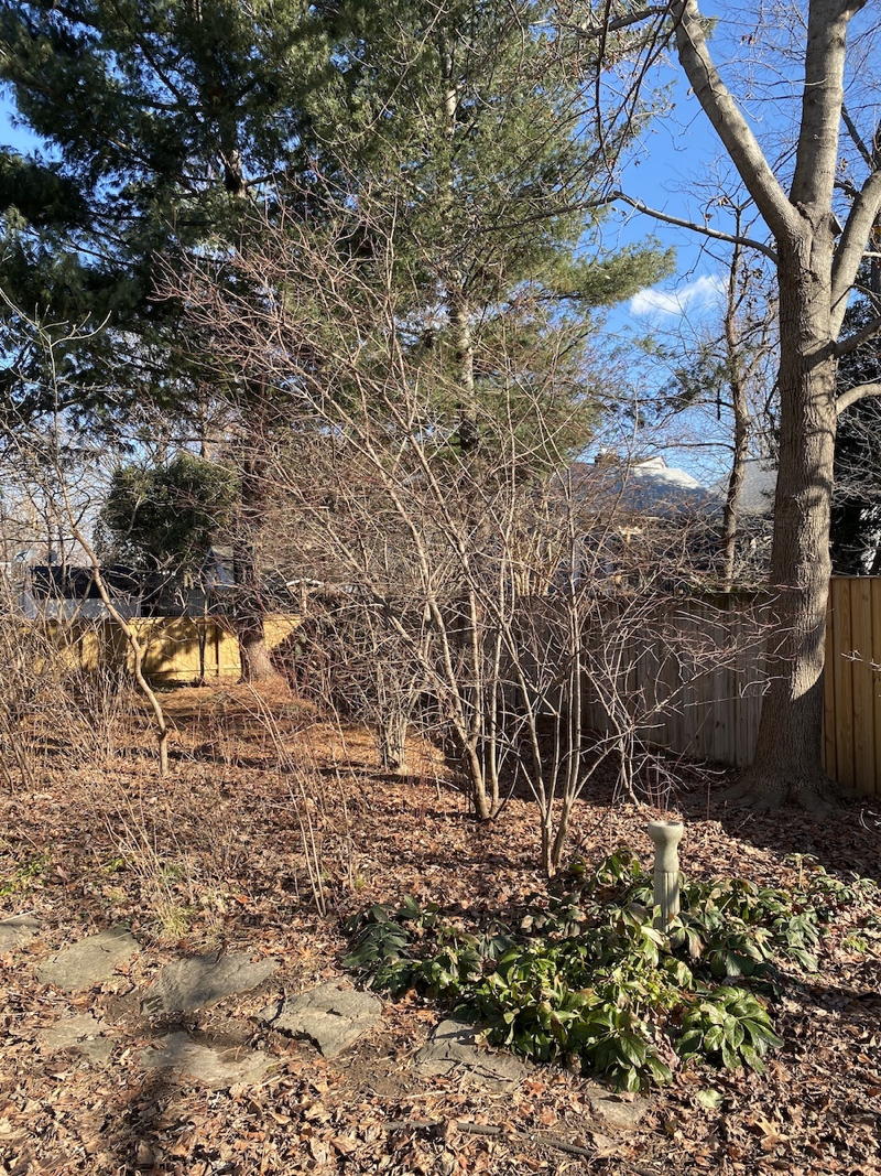 trees in winter with leaves on ground