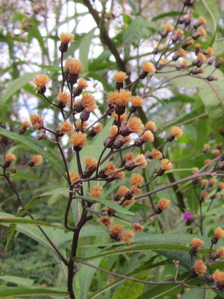 New York Ironweed