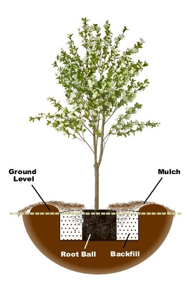 Planting Tree - 
