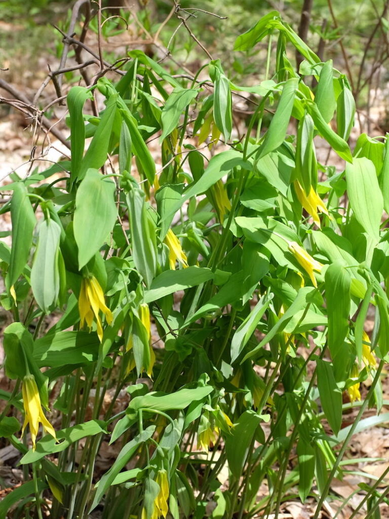 Bellwort