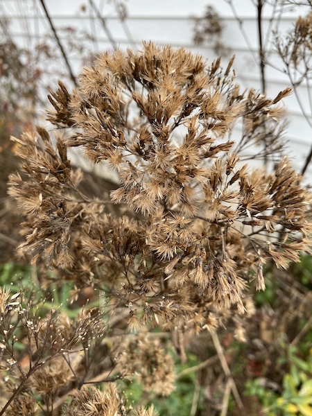 Joe-pye-weed