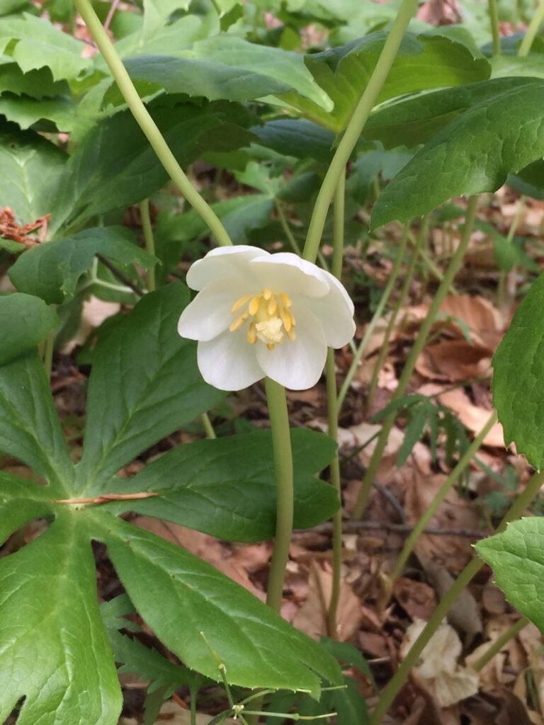 Mayapple