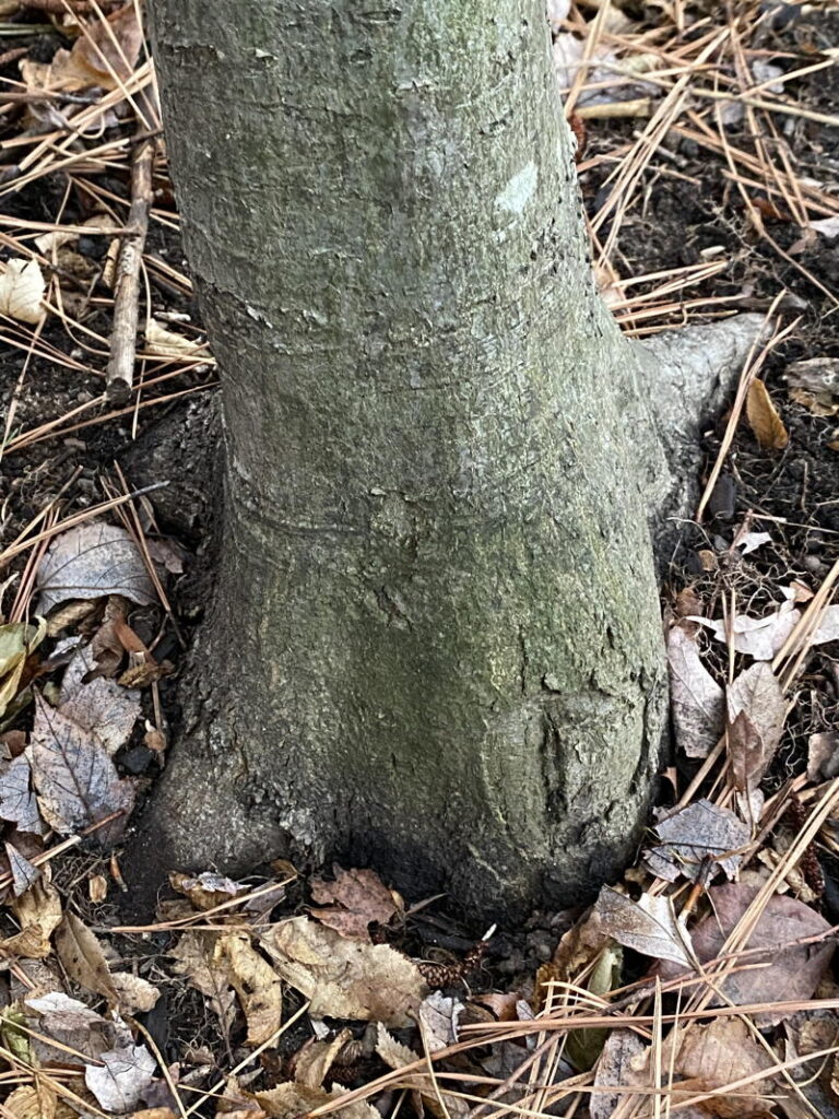 Root Flare
