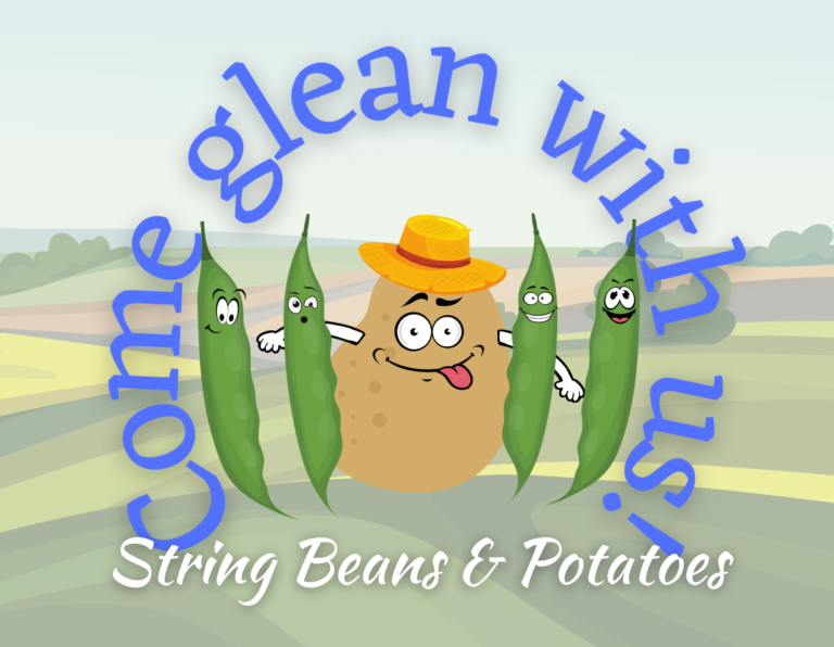 Come glean with us - String Beans and summer squash