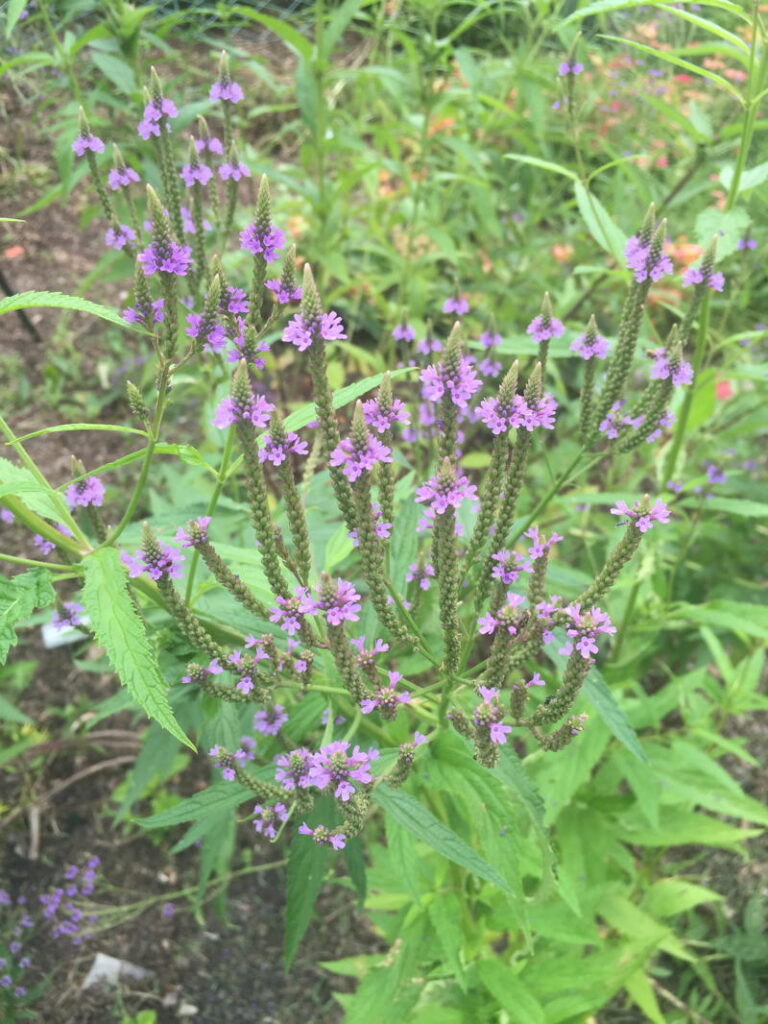 Blue Vervain
