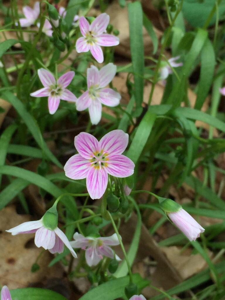 Spring Beauty
