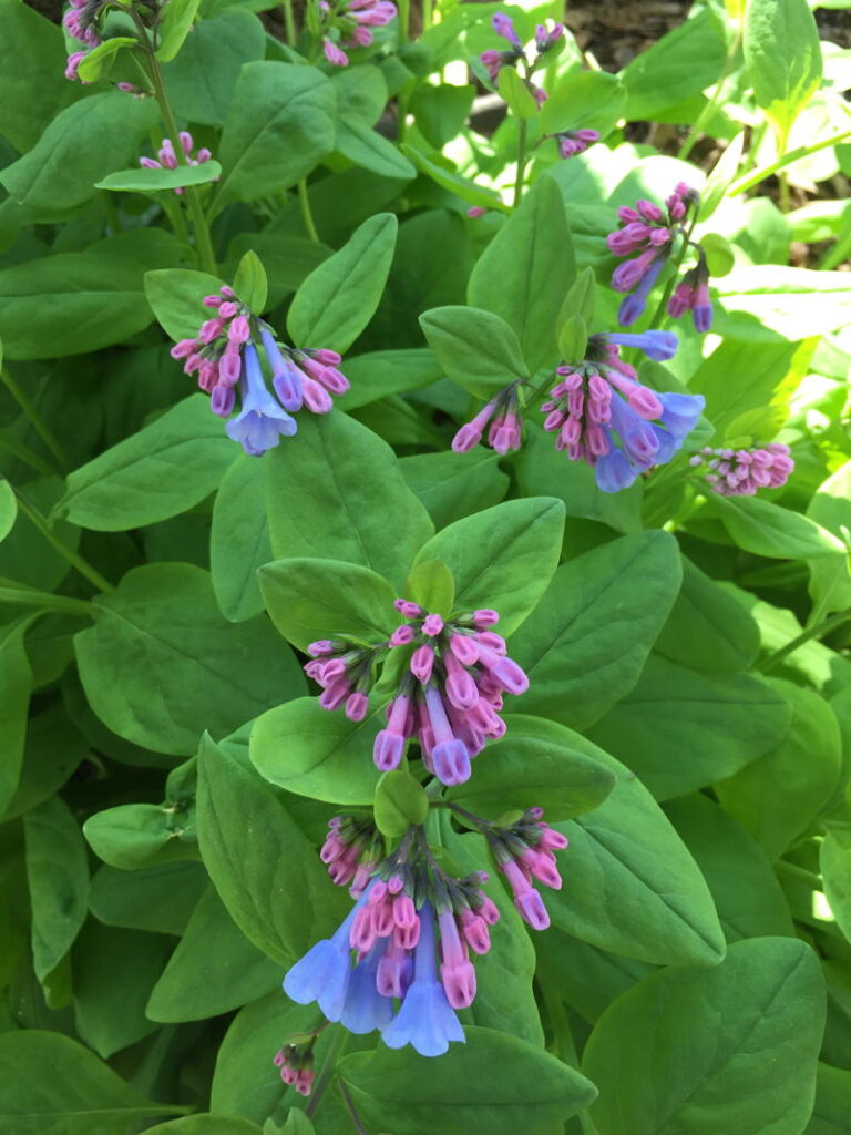 Virginia Bluebells