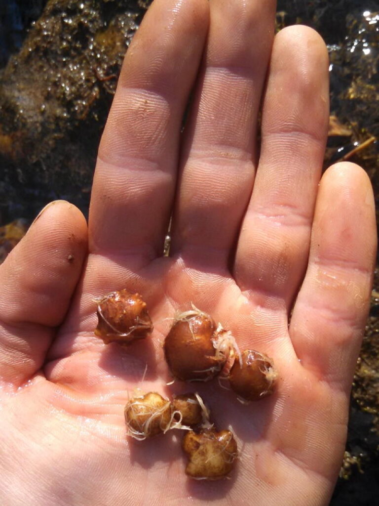 Corms 