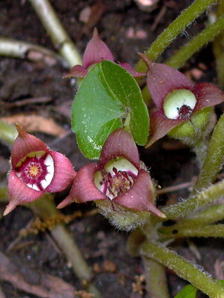 Wild Ginger