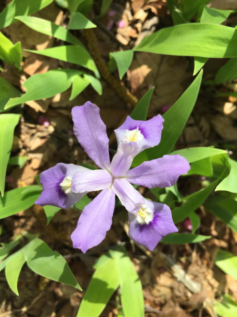 Dwarf Crested iris

