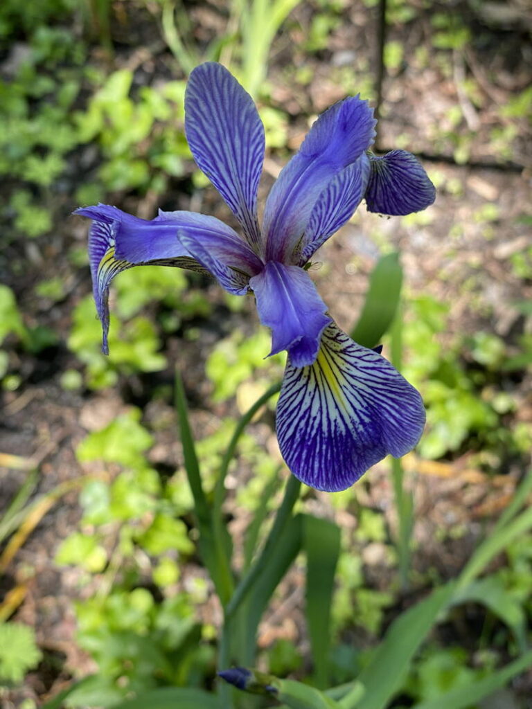 Virginia Blue Flag
