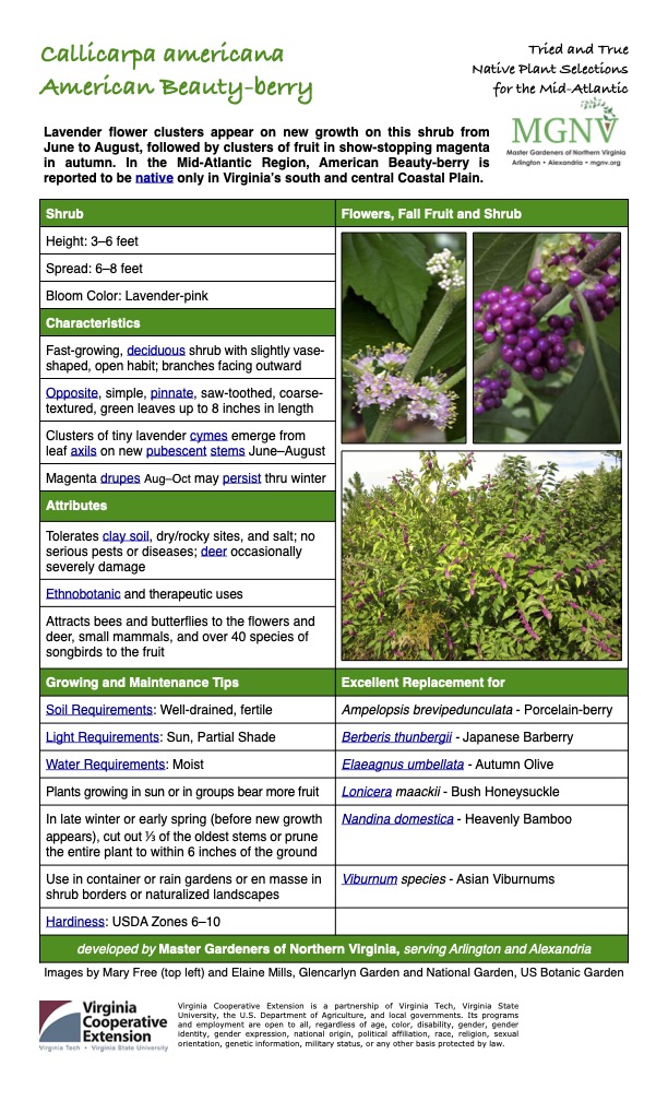 Callicarpa americana
Tried and True Native Plant Selections American Beauty-berry for the Mid-Atlantic
Lavender flower clusters appear on new growth on this shrub from June to August, followed by clusters of fruit in show-stopping magenta in autumn. In the Mid-Atlantic Region, American Beauty-berry is reported to be native only in Virginia’s south and central Coastal Plain.
Shrub Flowers, Fall Fruit and Shrub
Height: 3–6 feet
Spread: 6–8 feet
Bloom Color: Lavender-pink
Characteristics
Fast-growing, deciduous shrub with slightly vase- shaped, open habit; branches facing outward
Opposite, simple, pinnate, saw-toothed, coarse- textured, green leaves up to 8 inches in length
Clusters of tiny lavender cymes emerge from leaf axils on new pubescent stems June–August
Magenta drupes Aug–Oct may persist thru winter
Attributes
Tolerates clay soil, dry/rocky sites, and salt; no serious pests or diseases; deer occasionally severely damage
Ethnobotanic and therapeutic uses
Attracts bees and butterflies to the flowers and deer, small mammals, and over 40 species of songbirds to the fruit
Growing and Maintenance Tips
Excellent Replacement for
Soil Requirements: Well-drained, fertile
Ampelopsis brevipedunculata - Porcelain-berry
Light Requirements: Sun, Partial Shade
Berberis thunbergii - Japanese Barberry
Water Requirements: Moist
Elaeagnus umbellata - Autumn Olive
Plants growing in sun or in groups bear more fruit
Lonicera maackii - Bush Honeysuckle
In late winter or early spring (before new growth appears), cut out 1⁄3 of the oldest stems or prune the entire plant to within 6 inches of the ground
Nandina domestica - Heavenly Bamboo
Use in container or rain gardens or en masse in shrub borders or naturalized landscapes
Viburnum species - Asian Viburnums
Hardiness: USDA Zones 6–10
developed by Master Gardeners of Northern Virginia, serving Arlington and Alexandria
Images by Mary Free (top left) and Elaine Mills, Glencarlyn Garden and National Garden, US Botanic Garden