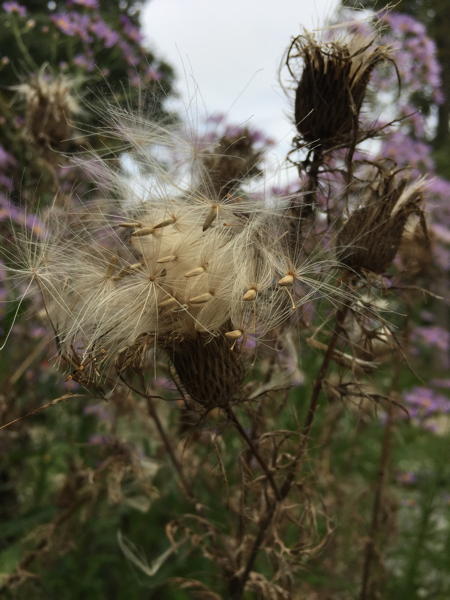 Field Thistle
