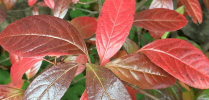FALL-Viburnum_nudum_Leaves