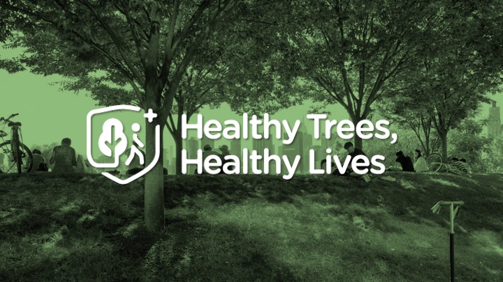 healthy trees healthy lives