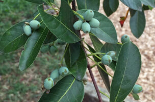 Nyssa sylvatica, Black Gum, Black Tupelo fruit