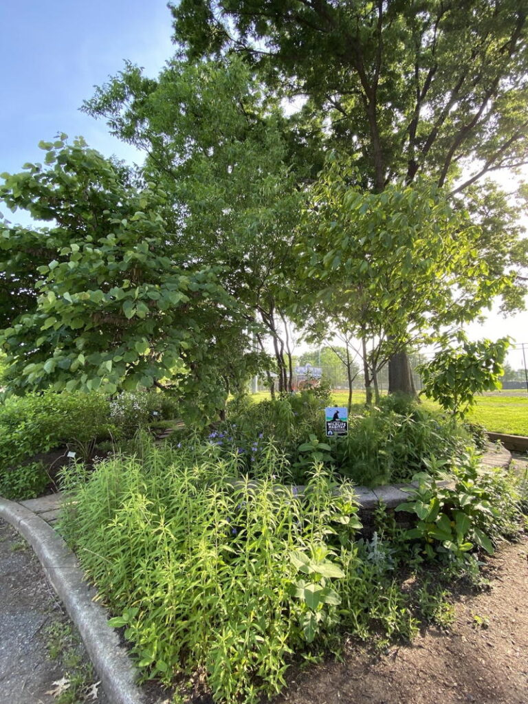 Pollinator Bed
