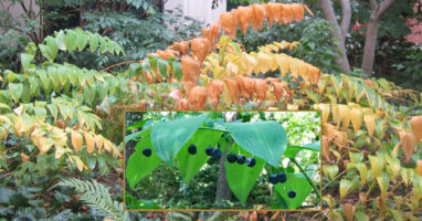 Polygonatum biflorum with fall foliage and fruit inset.