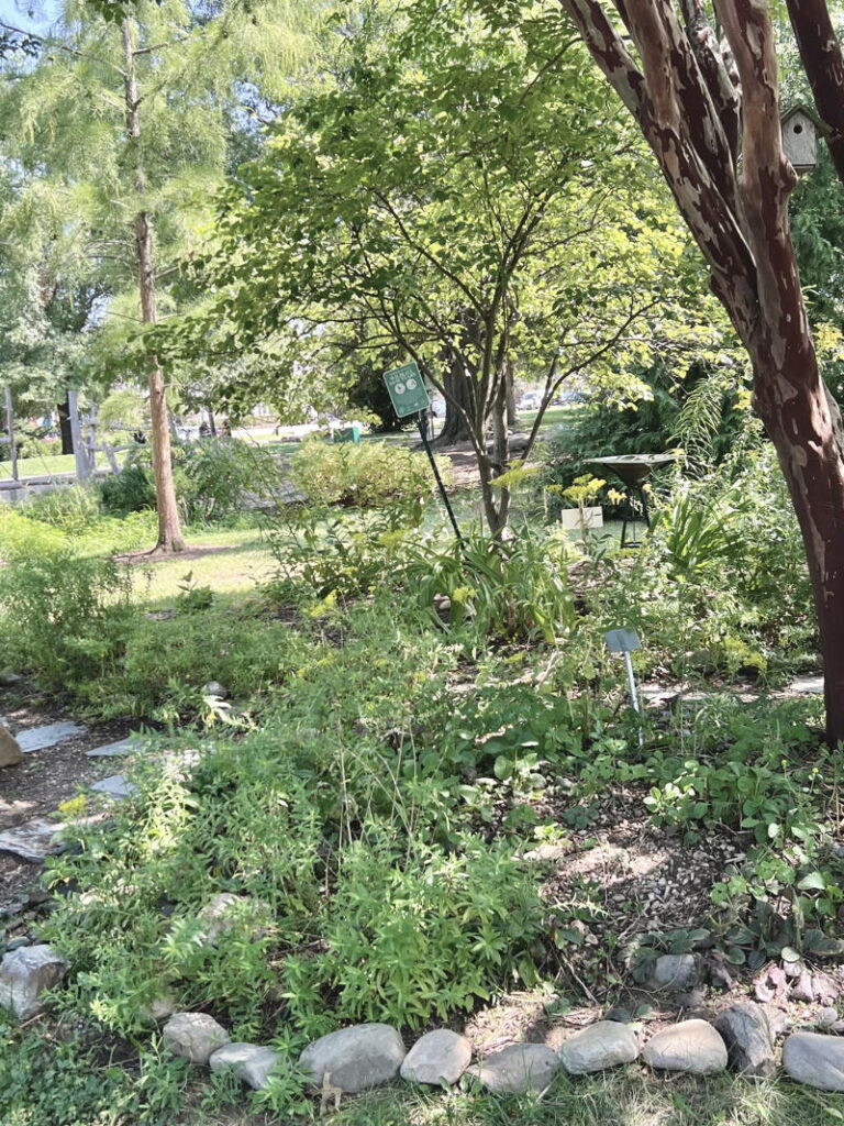 Serviceberry tree with garden below