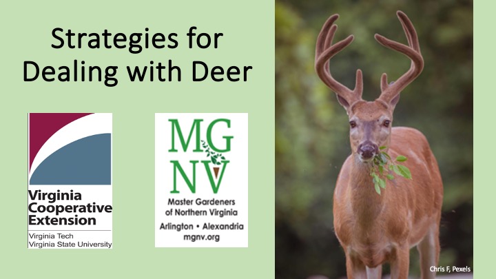 Stategies for Dealing with Deer