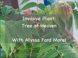 Tree of Heaven Title Slide
