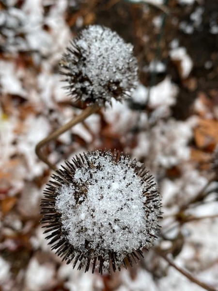 Purple Coneflower
