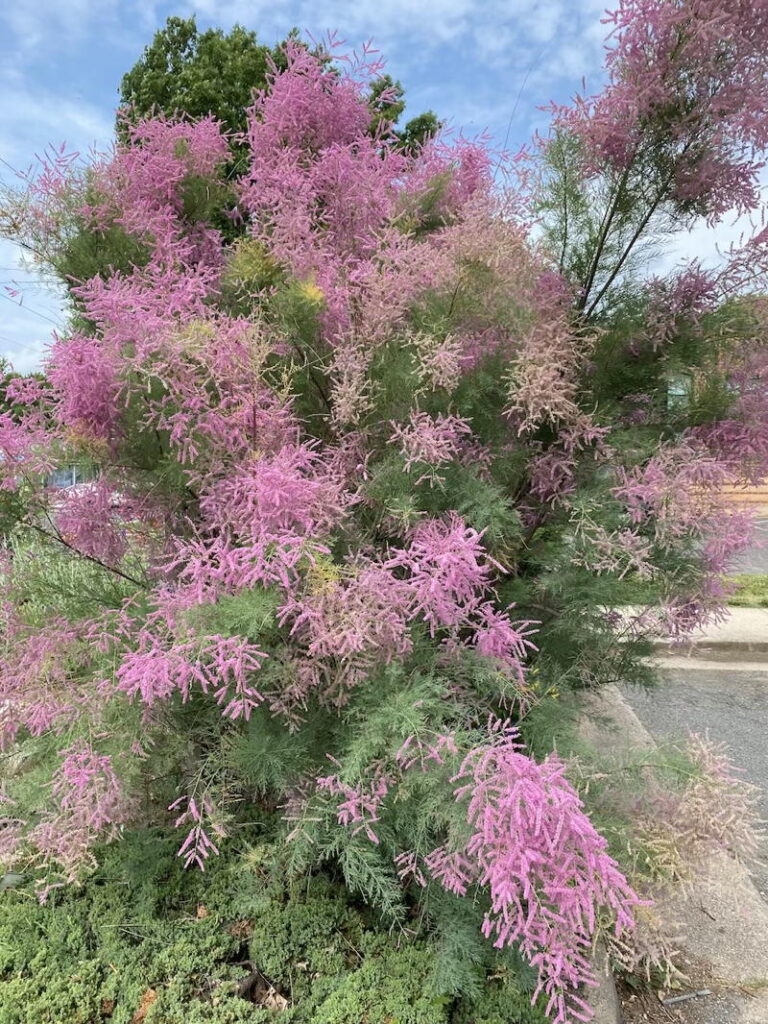 salt cedar tree with pink blooms