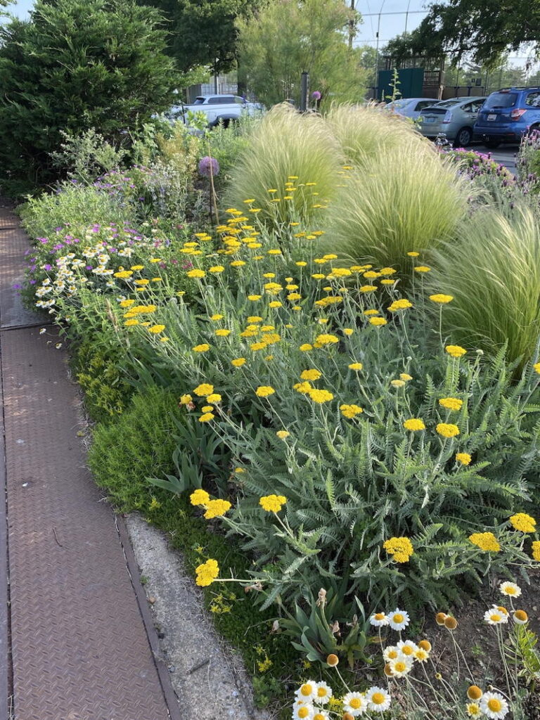 blooming garden with yellow flowers