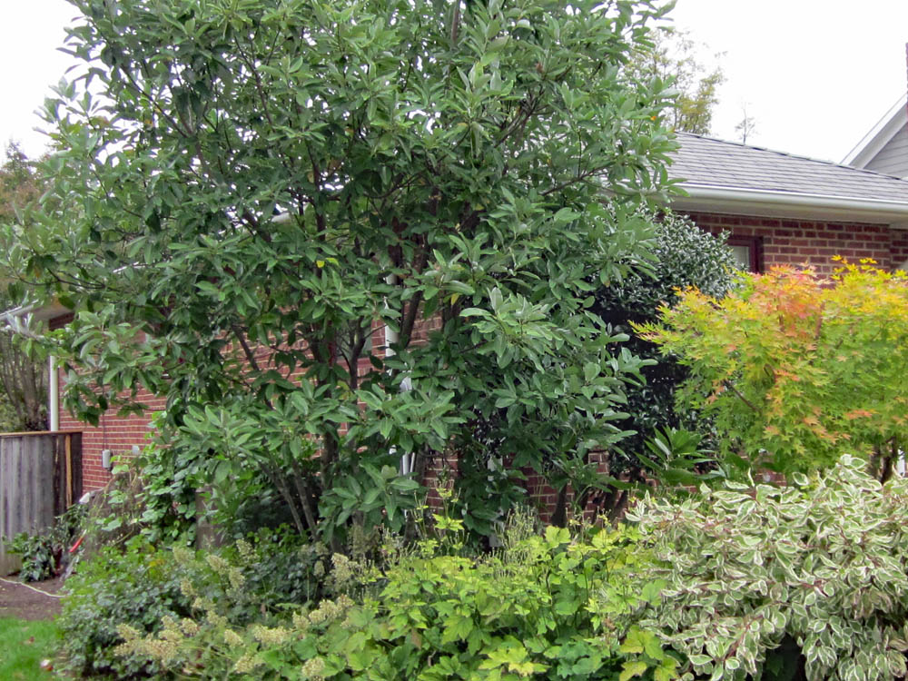 Magnolia virginiana in October landscape.