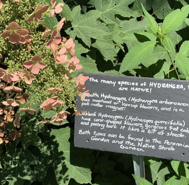 Hydrangea with sign