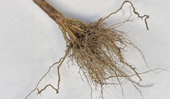 American burnweed has a short taproot and tufts of shallow, fibrous roots.