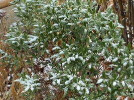 Some December sleet and snow captured by the evergreen leaves of of Ilex glabra (Inkberry).
