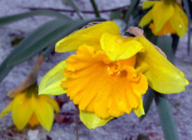 Narcissus in bloom in a snow-covered Simpson Park Demonstration Garden in January.
