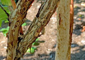 Physocarpus opulifolius (ninebark) peeling bark in September
