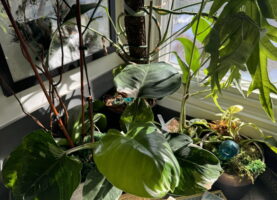 Philodendrons, a rhaphidophora, and an orchid are grouped together