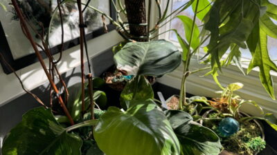Philodendrons, a rhaphidophora, and an orchid are grouped together