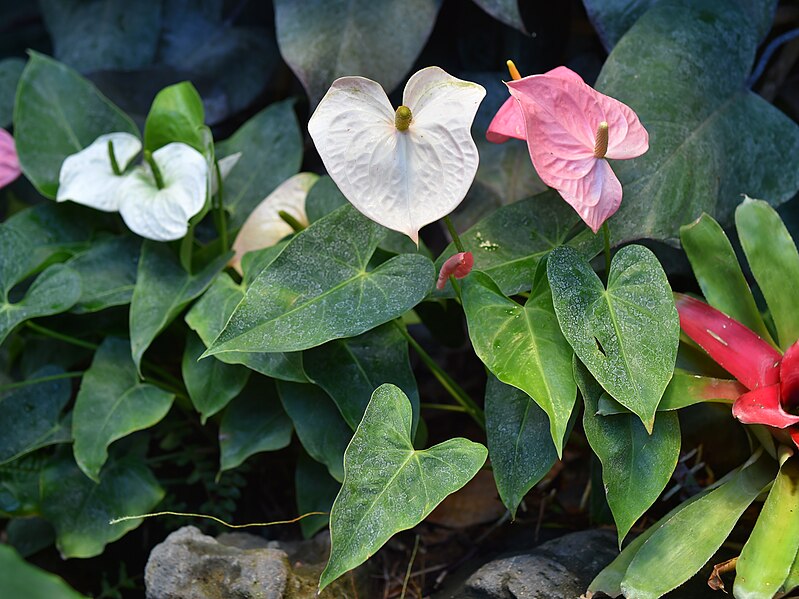 Pine and white bracts of amongst green Anthurium andreanum leaves.