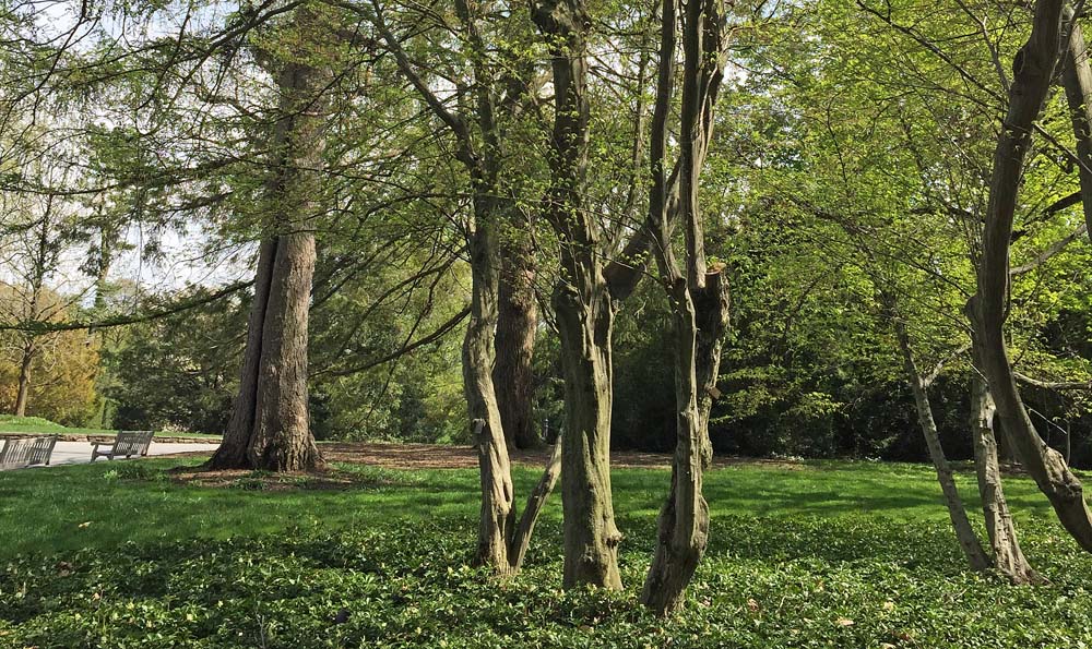 Carpinus caroliniana (American Hornbeam or Ironwood) at Longwood Gardens in April.
