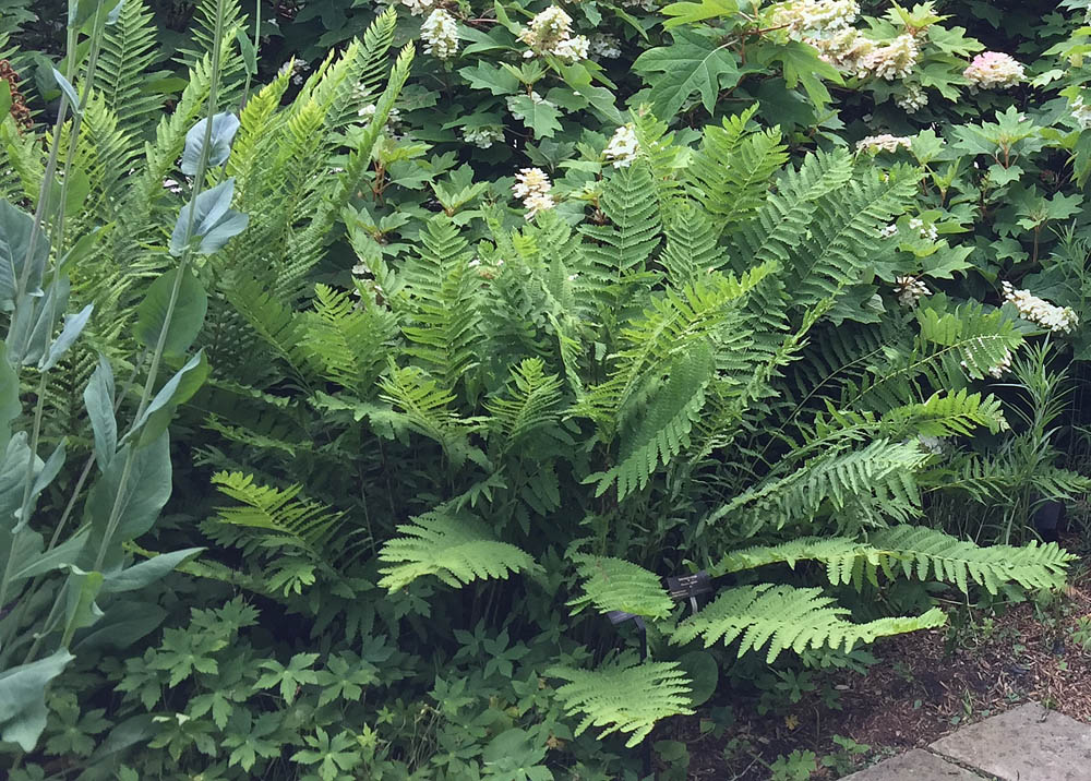 Claytosmunda claytoniana (interrupted fern) at the North Carolina Arboretum in June.