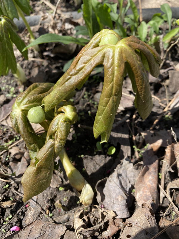 Unfurling mayapple leaves in March.
